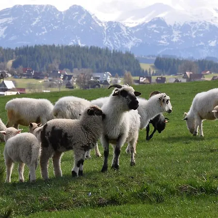 Dom Z Widokiem Na Tatry * Zab