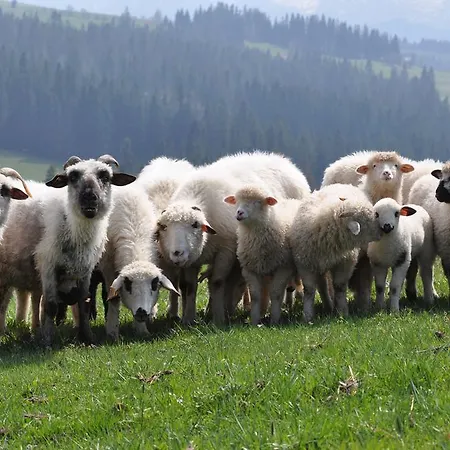 Dom Z Widokiem Na Tatry זאוב